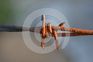 Rusty barbed wire