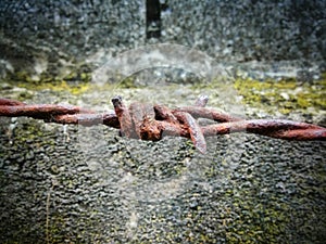 Rusty barbed wire