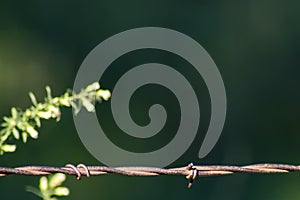 Rusty barbed wire against green background with blurred weeds -selective fous and room for copy photo