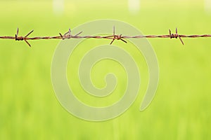 Rusty barbed wire background