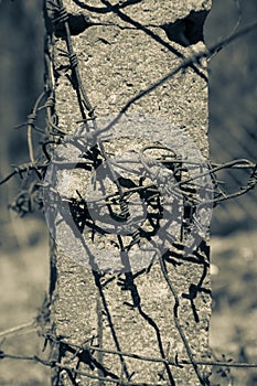 Rusty barbed wire. Cold tone.