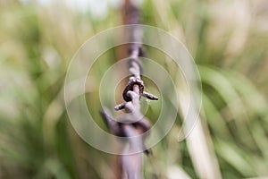 Rusty Barbed Wire Fence