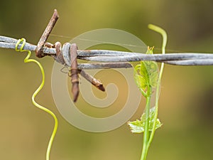 Rusty barbed wire fence cuddled with green lvy Gourd in upcountry of Thailand photo