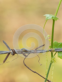 Rusty barbed wire fence cuddled with green lvy Gourd in upcountry of Thailand