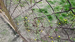 Rusty barbed wire. Forest behind barbed wire.