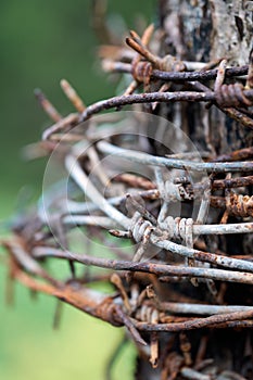 Rusty barbed wire reeled up on the post