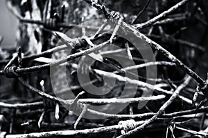 Rusty barbed wire reeled up on the post. Black and white photo