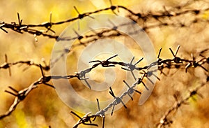 Rusty barbed wire on sunset