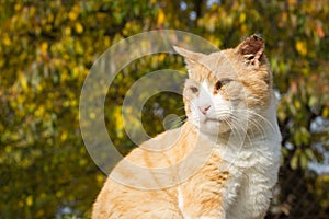 Rusty beauty cat relaxing in the huge garden (color toned image)