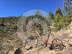 Rusty bicycle in a pine forest photo