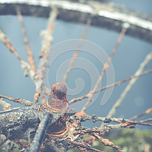 Rusty Bike By Water