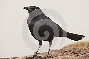 Rusty Blackbird photo