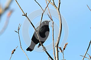 Rusty Blackbird