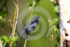 Rusty Blackbird