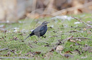 Rusty Blackbird bird