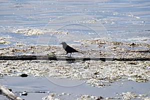 Rusty Blackbird (Emphagus carolinus) Reflections Lake Palmer Alaska photo