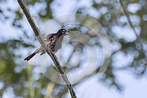 Singing Rusty Blackbird