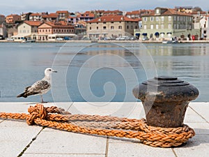 Rusty bollard, orange dew and a youg sea gull in the harbour of Cres