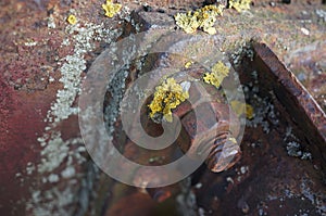 Rusty and bolt with lichen