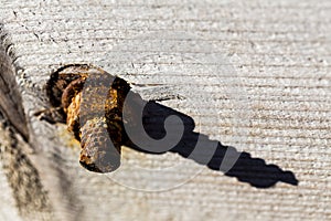 Rusty bolt nut detail