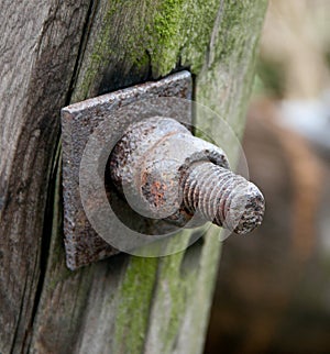 Rusty Bolt with Two Nuts in a Wooden Log