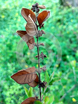 Rusty branch on a blurry green flower background