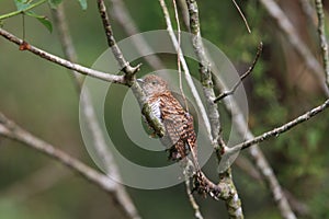 Rusty-breasted cuckoo female in Mindanao, Philippines