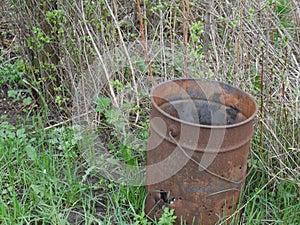 Rusty bucket on the green grass