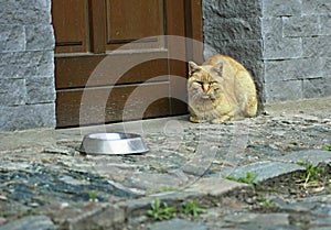 Rusty cat with empty bowl.