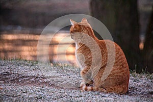 Rusty cat on frozen grass at morning