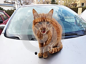 Rusty cat sitting on a white car