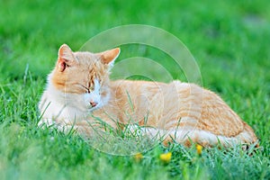 Rusty cat sleeping in the grass