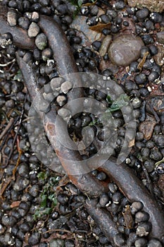 Rusty Chain on Pebble Beach