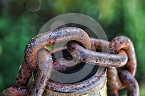 Rusty Chains In Fern Forest