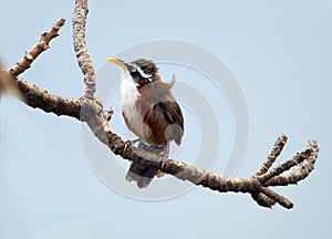 Rusty-cheeked scimitar babbler