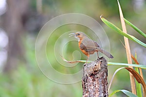 Rusty-cheeked Scimitar Babbler