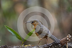 Rusty - cheeked Scimitar - Babbler