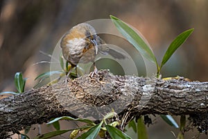 Rusty - cheeked Scimitar Babbler