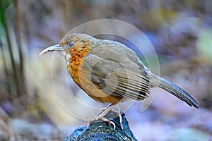 Rusty-cheeked Scimitar-babbler