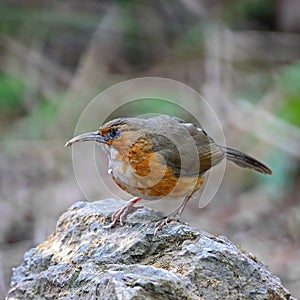 Rusty-cheeked Scimitar-babbler