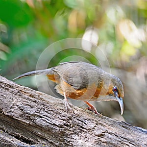 Rusty-cheeked Scimitar-babbler