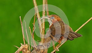 Rusty-cheeked scimitar babbler