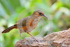 Rusty-cheeked scimitar babbler bird
