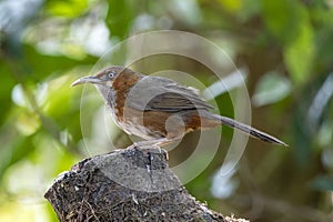 Rusty-cheeked scimitar babbler or Erythrogenys erythrogenys seen in Latpanchar