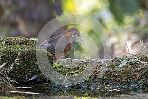 Rusty-cheeked scimitar babbler or Erythrogenys erythrogenys seen in Latpanchar