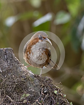 Rusty-cheeked scimitar babbler or Erythrogenys erythrogenys seen in Latpanchar