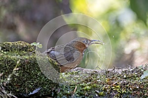 Rusty-cheeked scimitar babbler or Erythrogenys erythrogenys seen in Latpanchar