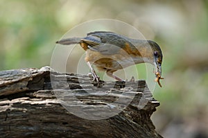 Rusty cheeked Scimitar Babbler perching on branch