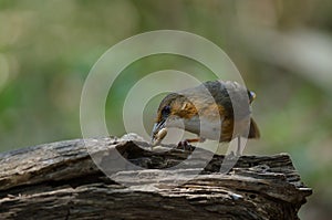 Rusty cheeked Scimitar Babbler perching on branch