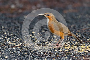 Rusty-Cheeked Scimitar Babbler perching on the ground